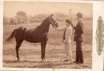 A man and a boy with a young horse outside the town, Novi Sad, about 1885–1905