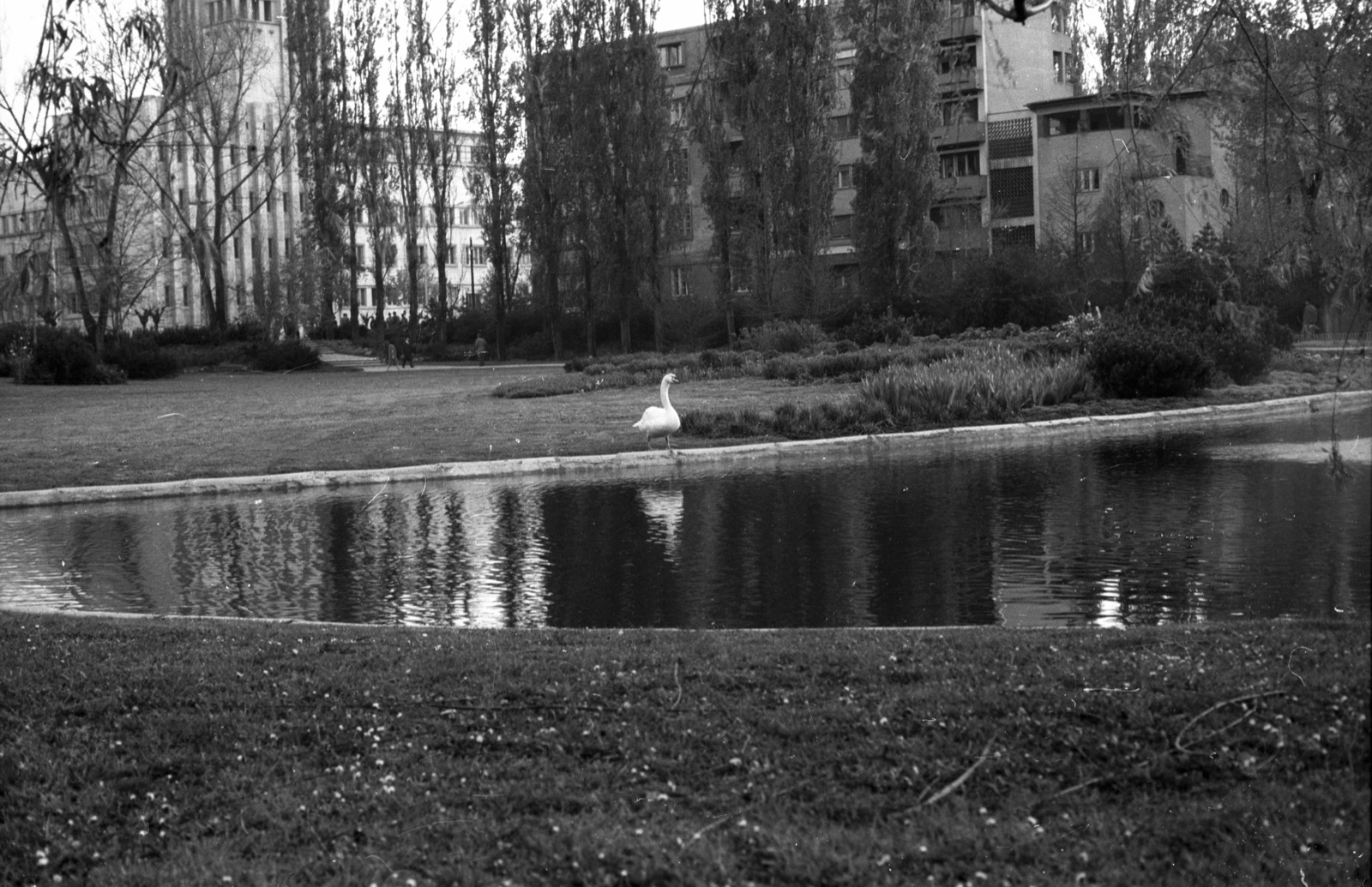 A swan in Danube Park, Novi Sad, 1965
