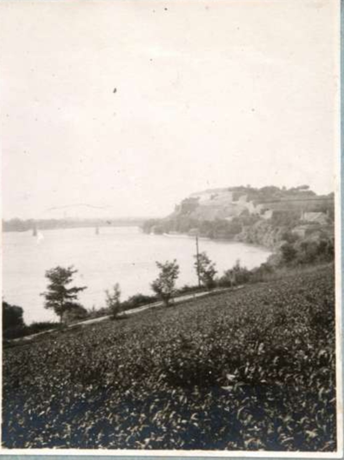 Feldfrüchte über der Donau, dahinter die Festung, Peterwardein, Neusatz, 1917