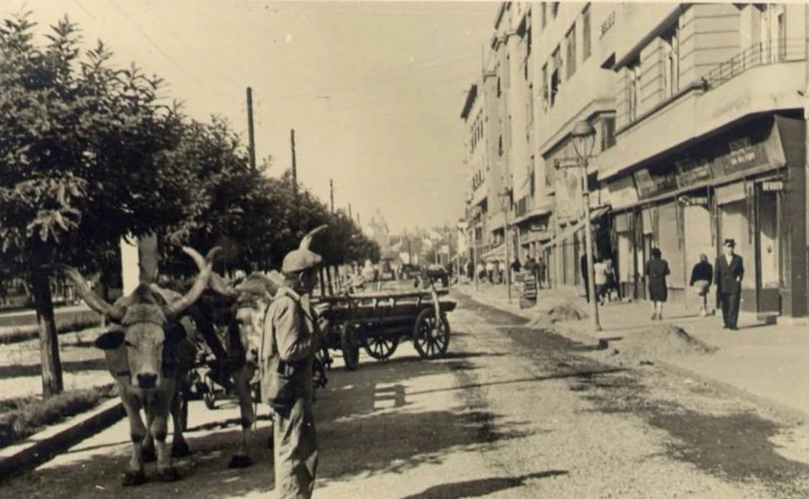 An ox cart on the new boulevard, Queen Mary Boulevard, Novi Sad, 1941-1948