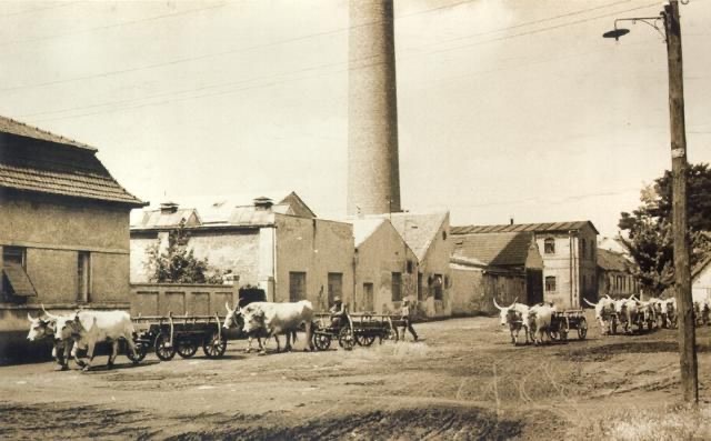 Textile Factory (Kosovo Street), Silk Spinning Mill, Novi Sad, 1955
