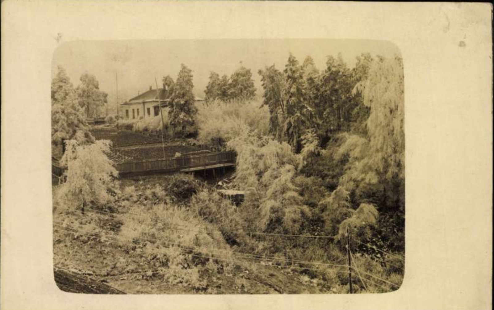 A Frost-Covered Bridge in the Park, Novi Sad, 1932.
